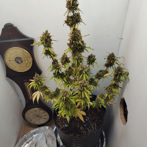 BCN Critical growlog timeline photo
