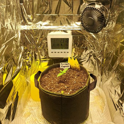 Pineapple Express growlog timeline photo