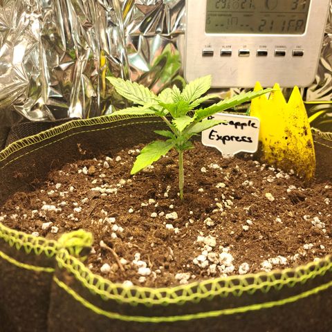 Pineapple Express growlog timeline photo