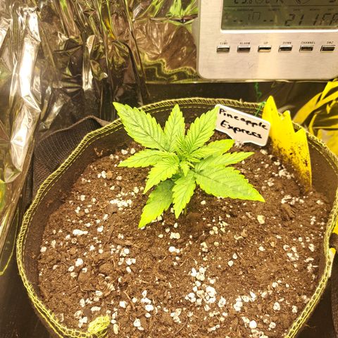 Pineapple Express growlog timeline photo