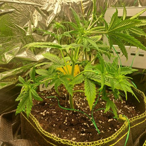 Pineapple Express growlog timeline photo