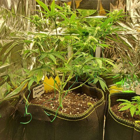 Pineapple Express growlog timeline photo