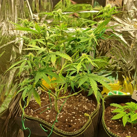 Pineapple Express growlog timeline photo
