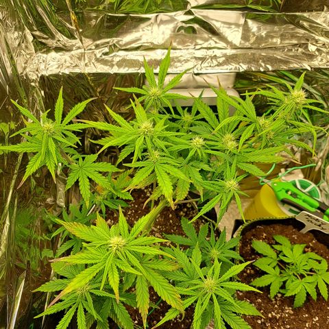 Pineapple Express growlog timeline photo