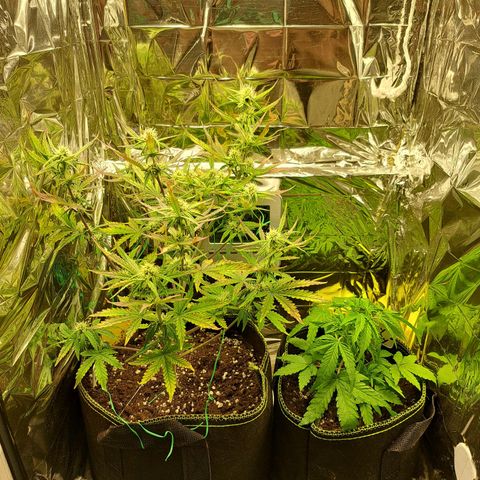 Pineapple Express growlog timeline photo