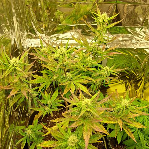 Pineapple Express growlog timeline photo