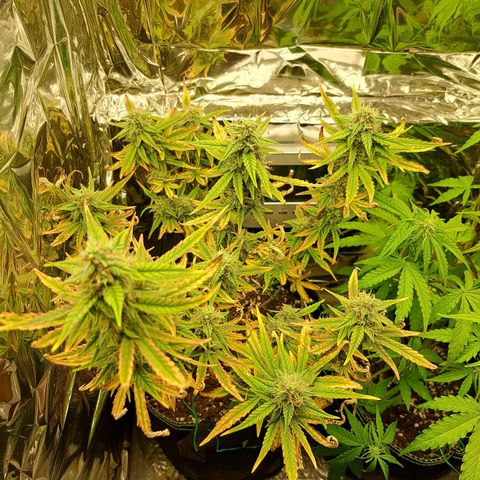 Pineapple Express growlog timeline photo