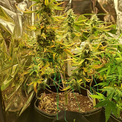 Pineapple Express growlog timeline photo