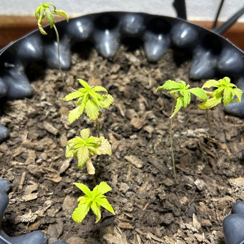 Genética Desconhecida growlog timeline photo