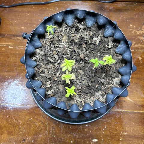 Genética Desconhecida growlog timeline photo