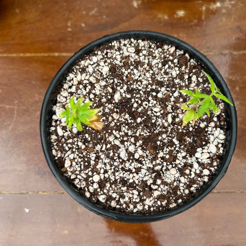 Genética Desconhecida growlog photo: Transplante novo solo