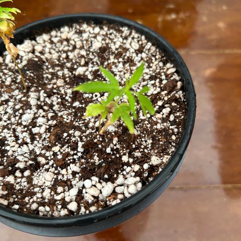 Genética Desconhecida growlog photo: Transplante novo solo