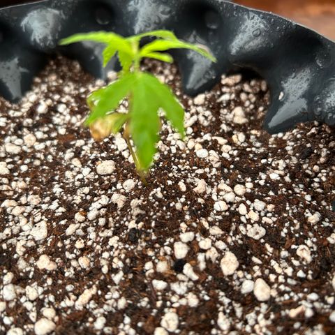 Genética Desconhecida growlog photo: Transplante novo solo