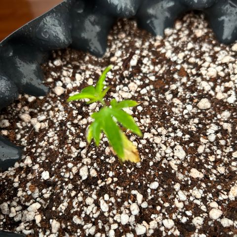 Genética Desconhecida growlog photo: Transplante novo solo