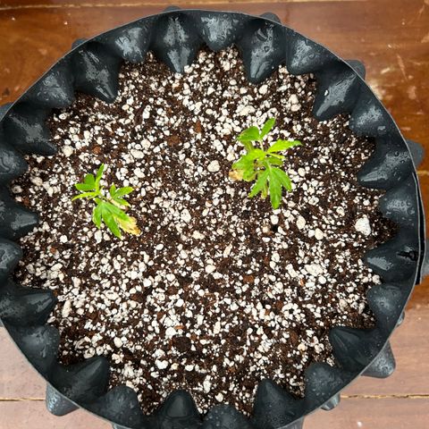 Genética Desconhecida growlog photo: Transplante novo solo