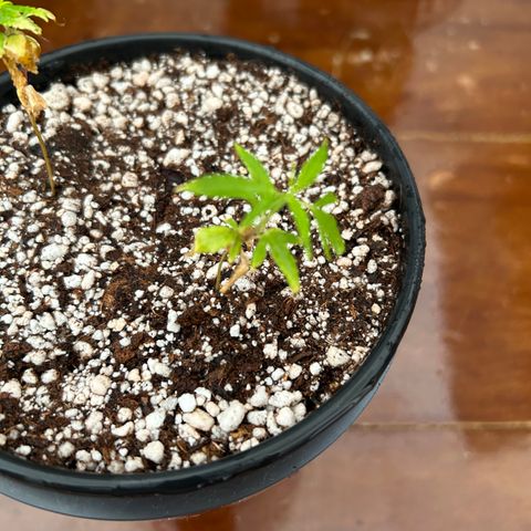 Genética Desconhecida growlog photo: Transplante novo solo