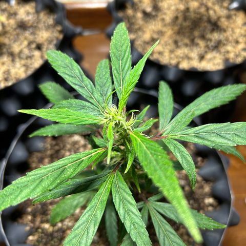 Genética Desconhecida growlog photo: Estágio atual após transplante em 01/março/2024