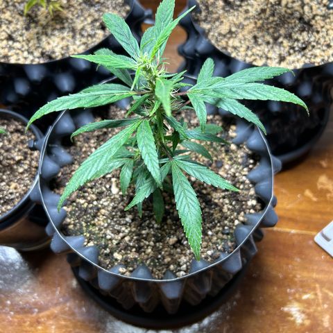 Genética Desconhecida growlog photo: Estágio atual após transplante em 01/março/2024