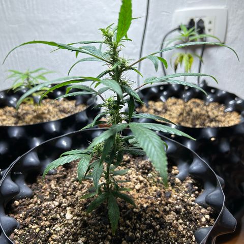 Genética Desconhecida growlog photo: Estágio atual após transplante em 01/março/2024