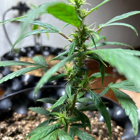 Genética Desconhecida growlog photo: Estágio atual após transplante em 01/março/2024