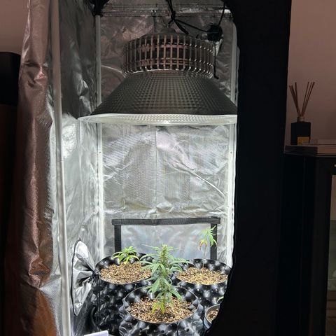 Genética Desconhecida growlog photo: Cabine com ventilador