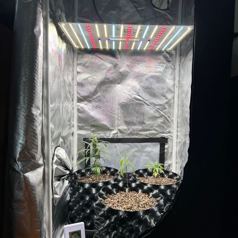 Genética Desconhecida growlog photo: Quantum Board