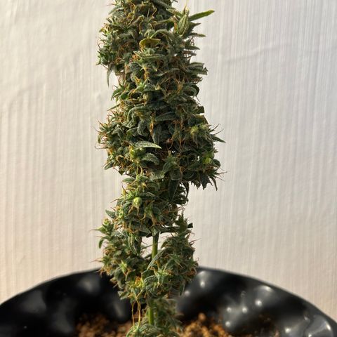 Genética Desconhecida growlog photo: Poda