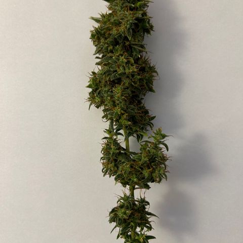 Genética Desconhecida growlog photo: Início Secagem