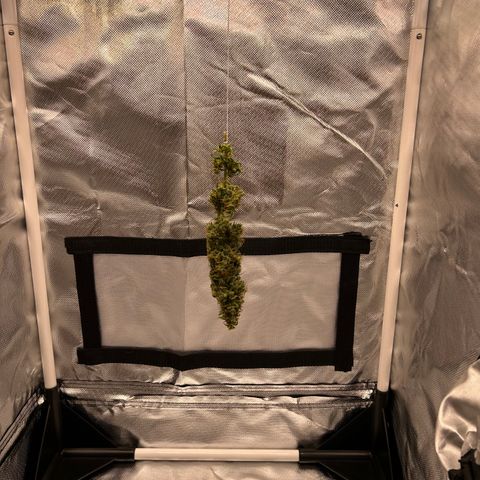Genética Desconhecida growlog timeline photo