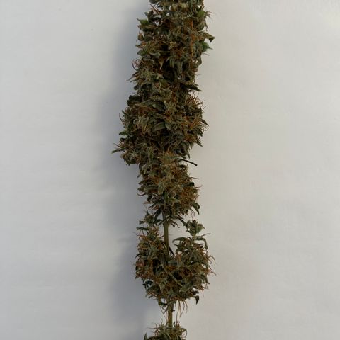 Genética Desconhecida growlog photo: Aparar botões e cura