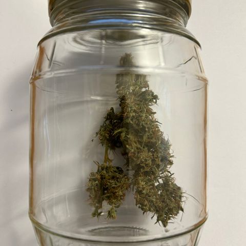 Genética Desconhecida growlog photo: Cura