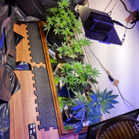  black  magic with unknown strains  growlog timeline photo