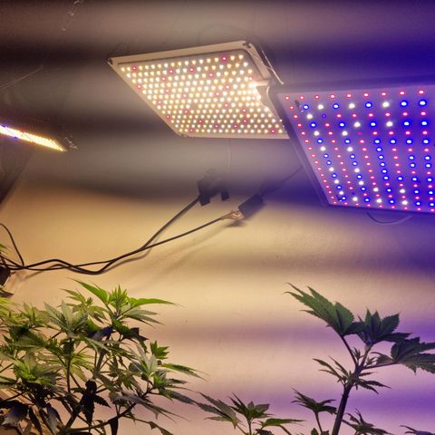  black  magic with unknown strains  growlog timeline photo