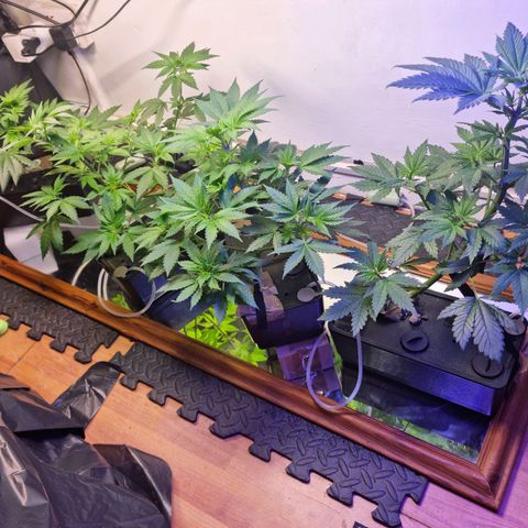  black  magic with unknown strains  growlog timeline photo