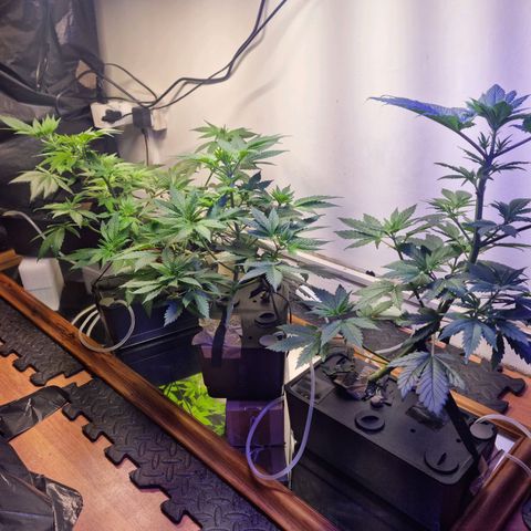  black  magic with unknown strains  growlog timeline photo