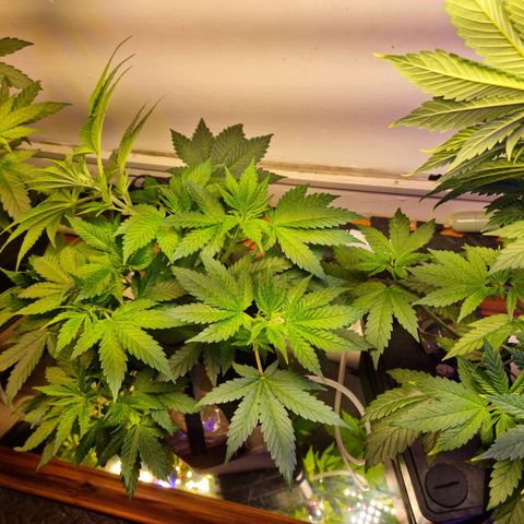  black  magic with unknown strains  growlog timeline photo