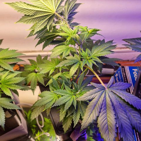 black  magic with unknown strains  growlog timeline photo
