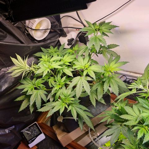  black  magic with unknown strains  growlog timeline photo
