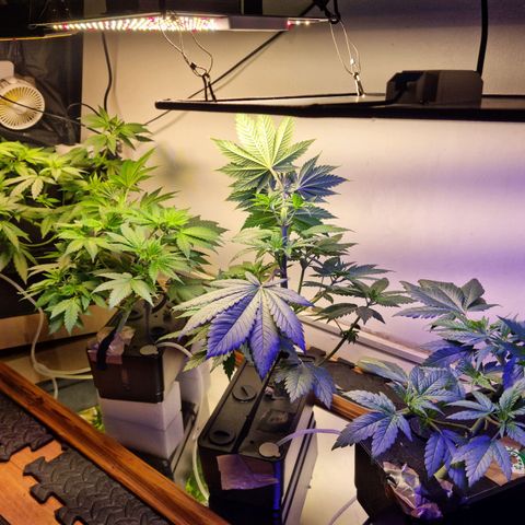  black  magic with unknown strains  growlog timeline photo