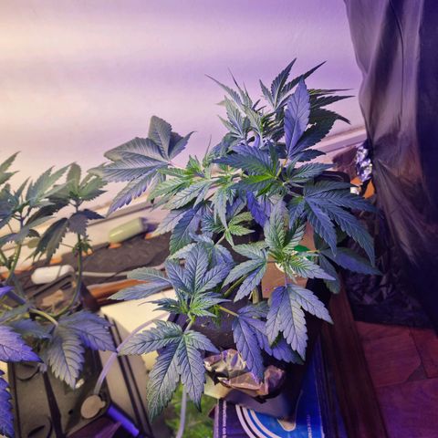  black  magic with unknown strains  growlog timeline photo