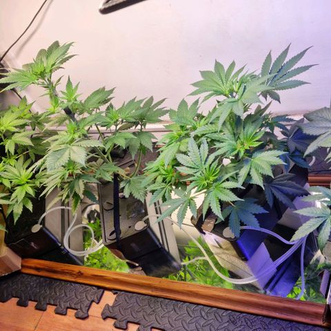  black  magic with unknown strains  growlog timeline photo