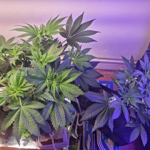  black  magic with unknown strains  growlog photo: Little trim to make sure light reaching lower  far right I broke the top in lst so is much shorter than meant to be so giving her a dose of red and blues 