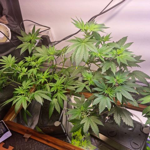  black  magic with unknown strains  growlog photo: Little trim to make sure light reaching lower  far right I broke the top in lst so is much shorter than meant to be so giving her a dose of red and blues 