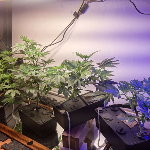  black  magic with unknown strains  growlog photo: Little trim to make sure light reaching lower  far right I broke the top in lst so is much shorter than meant to be so giving her a dose of red and blues 