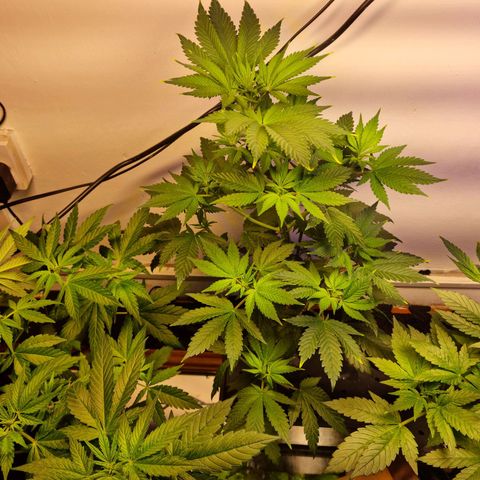  black  magic with unknown strains  growlog timeline photo