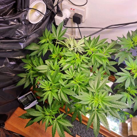  black  magic with unknown strains  growlog timeline photo