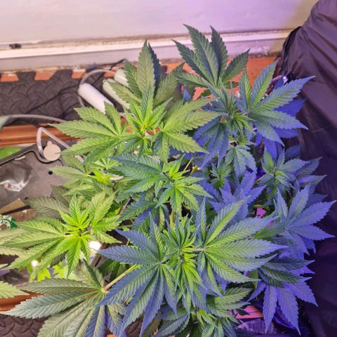  black  magic with unknown strains  growlog timeline photo