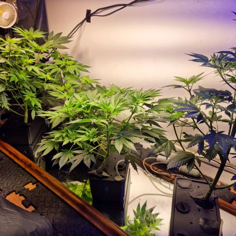  black  magic with unknown strains  growlog timeline photo