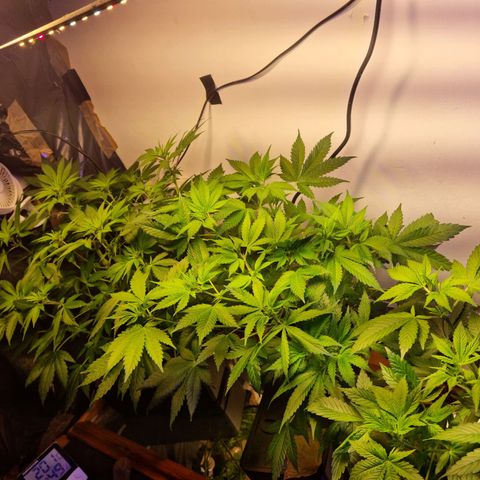  black  magic with unknown strains  growlog timeline photo