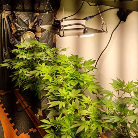  black  magic with unknown strains  growlog timeline photo